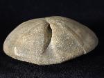 Clypeus ploti (LESKE 1778) - Bild © FossNet FossilienStore